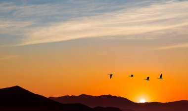 Kuşlar sonbahar ya da İlkbahar geçirilmesi 