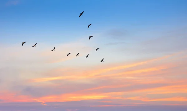 Fåglar i flykt mot vacker himmel bakgrund — Stockfoto