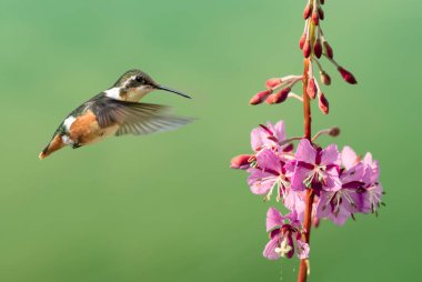 Küçük sinek kuşu vurgulu havada