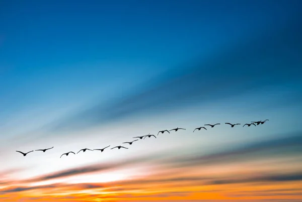 Migration d'automne ou de printemps des oiseaux — Photo