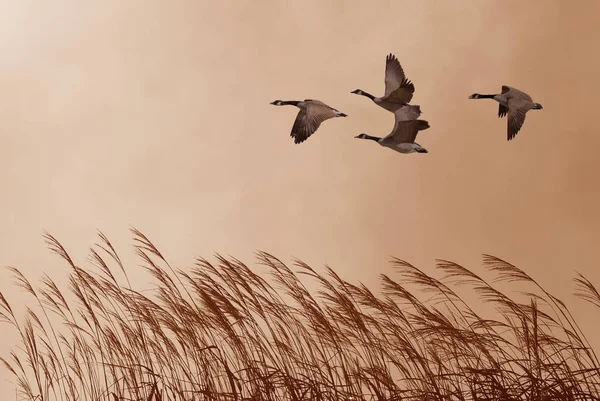 Fåglar i flykt mot ljus höst bakgrund — Stockfoto