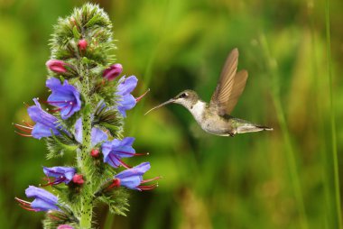 Sinekkuşu ve mor yaz çiçekleri 