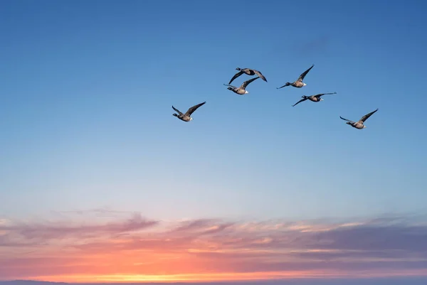 Fåglar vid soluppgången hösten eller våren koncept — Stockfoto