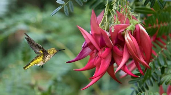 Hummingbird Purple Summer Flowers — Stock Photo, Image