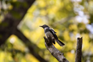 oryantal saksağan robin 