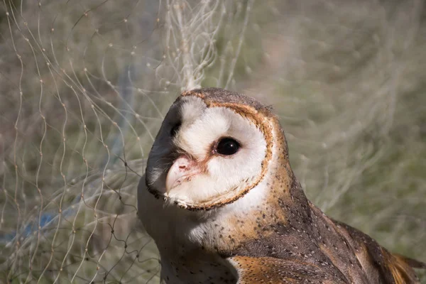 Die Schleiereule — Stockfoto