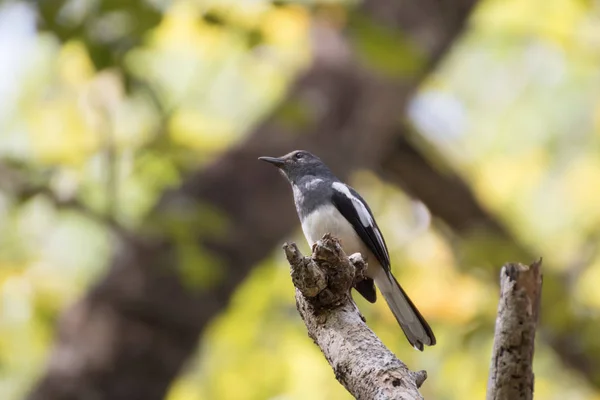 Oriental urraca Robin — Foto de Stock