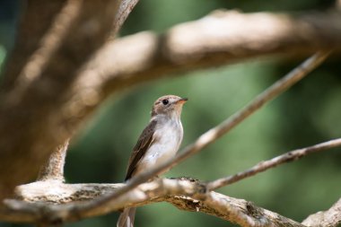 Bir dal üzerinde oturan sinekkapan
