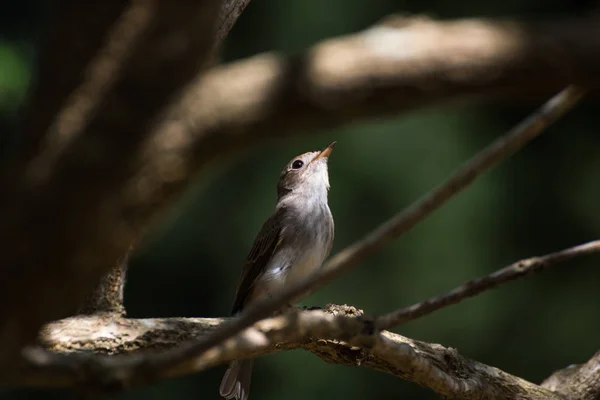 The flycatcher  perching on a branch — Stock Photo, Image