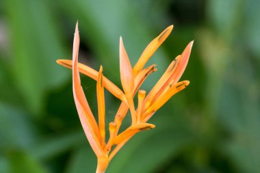  çiçek gelen Tayland ülke (Güneydoğu Asya)