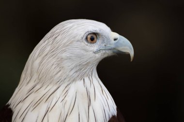 Brahminy uçurtma, Kızıl sırtlı deniz Eagle portresi
