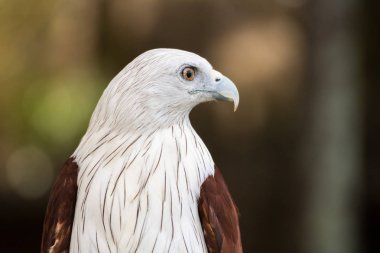 Brahminy uçurtma, Kızıl sırtlı deniz Eagle portresi