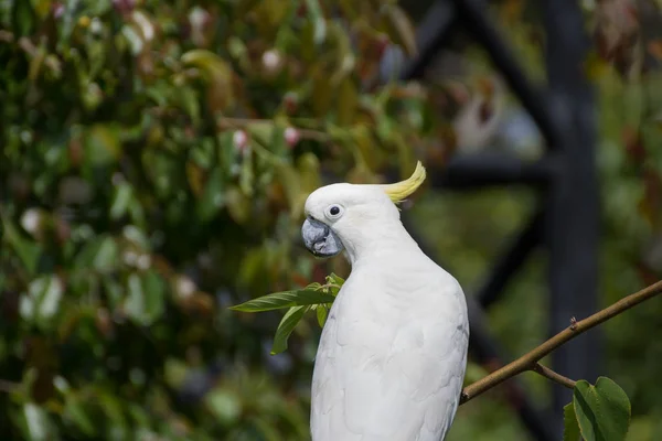 Portræt af Cockatoo den smukke fugl - Stock-foto