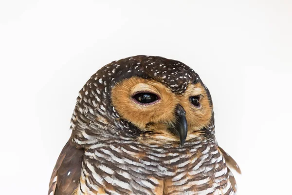Porträtt av brunt trä Owl fågel från Thailand — Stockfoto