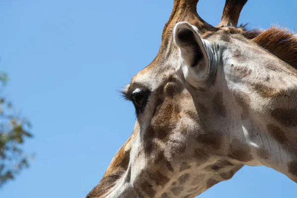 Close up portrait of a giraffe — Stock Photo, Image