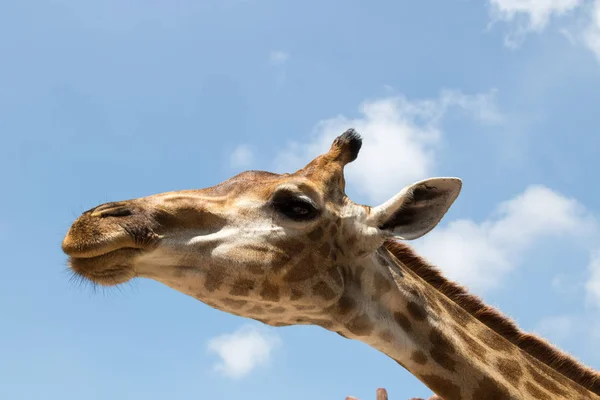 Close up portrait of a giraffe — Stock Photo, Image