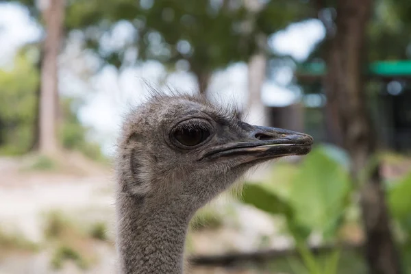 El avestruz o avestruz común — Foto de Stock