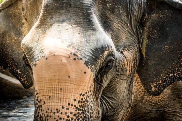 Portrait of elephant from Thailand — Stock Photo, Image