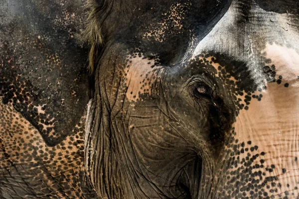 Portrait of elephant from Thailand — Stock Photo, Image