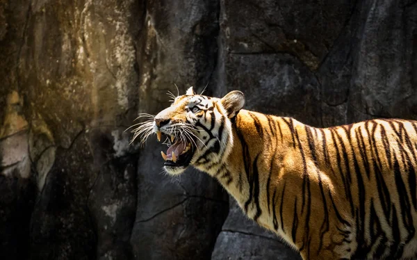 Retrato de un tigre alerta y mirando a la cámara — Foto de Stock