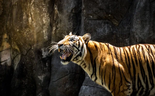 Portrait of a  tiger alert and staring at the camera — Stock Photo, Image