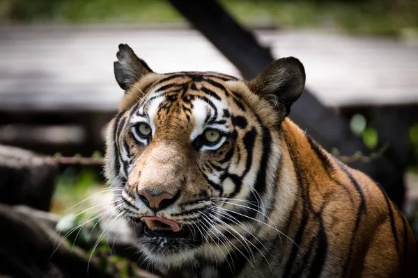 Portret tygrysa alertu i patrząc na kamery — Zdjęcie stockowe