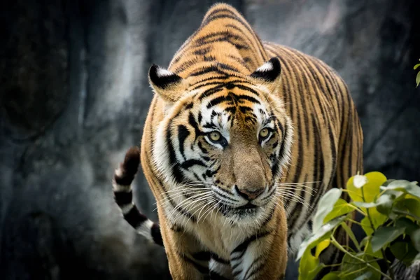 Retrato de un tigre alerta y mirando a la cámara — Foto de Stock