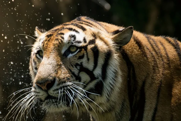 Portrét tygra výstrah a upíral zrak na kameru — Stock fotografie