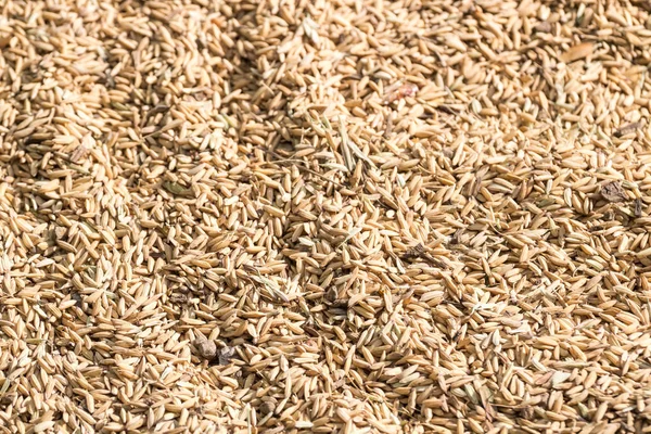 Рис является источником пищи — стоковое фото