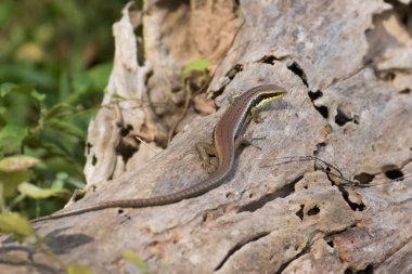 Odun parçası üzerinde yürüyen kertenkele