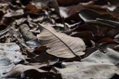 Çok kuru yapraklar. 