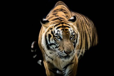   Uyarı ve kamera bakarken bir kaplan portresi    