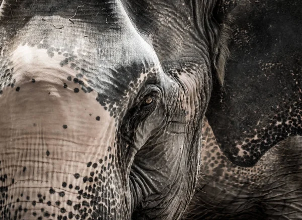 Portrait of elephant from Thailand — Stock Photo, Image