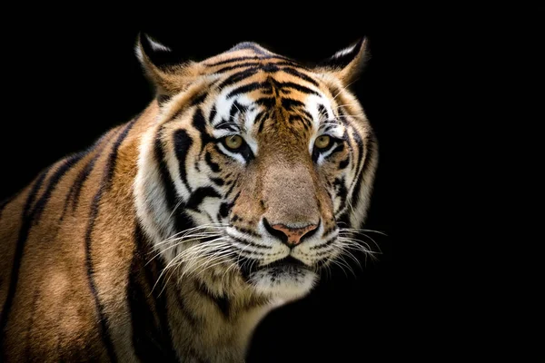 Retrato de un tigre alerta y mirando a la cámara — Foto de Stock