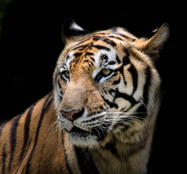 Πορτρέτο μιας τίγρης εγρήγορση και κοιτάζοντας την κάμερα — Φωτογραφία Αρχείου