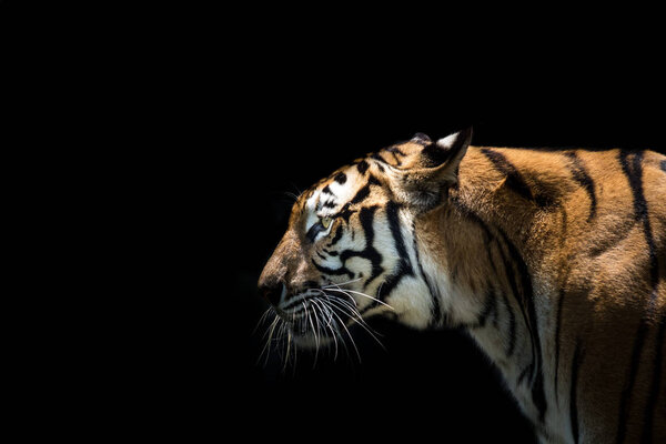   Portrait of a  tiger alert and staring at the camera    