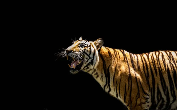 Πορτρέτο μιας τίγρης εγρήγορση και κοιτάζοντας την κάμερα — Φωτογραφία Αρχείου