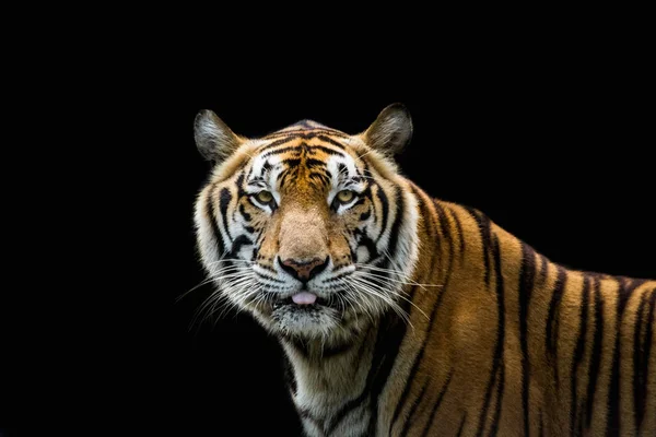 Retrato de um tigre alerta e olhando para a câmera — Fotografia de Stock