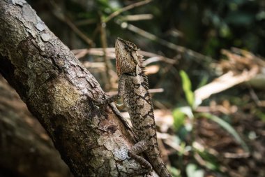 bir şube olduğunu kamuflaj tünemiş kertenkele