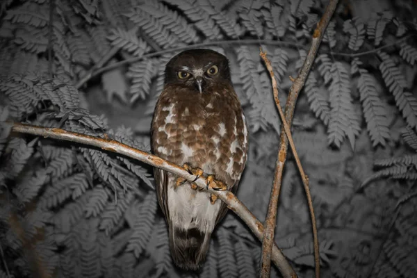 Πορτρέτο του καφέ γερακιού owl από την Ταϊλάνδη — Φωτογραφία Αρχείου