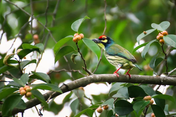 Koperslager baardvogel ficus fruit eten — Stockfoto