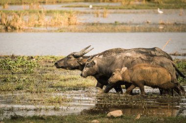 Gölde otlatma bufalo sürüsü