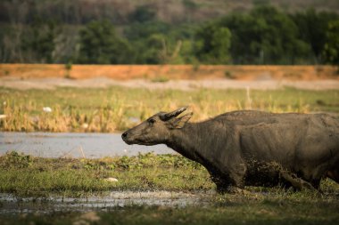 Gölde otlatma bufalo sürüsü