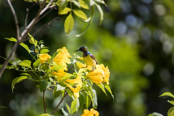 Olive-backed sunbird é nectativore — Fotografia de Stock
