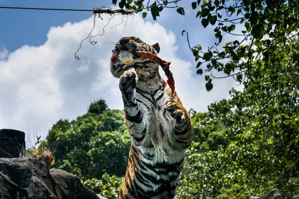 Porträtt av en tiger alert och stirrande på kameran — Stockfoto