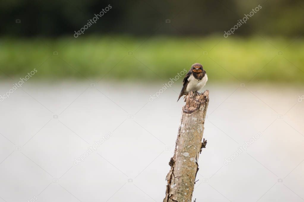 swallow perching on a stick