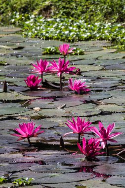 Gölette güzel nilüfer çiçeği