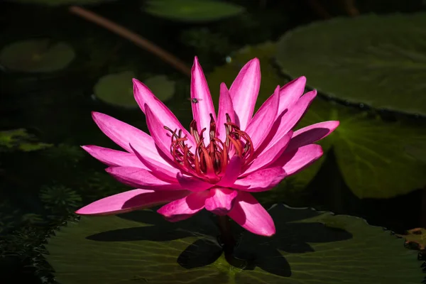 Bela flor de lótus na lagoa — Fotografia de Stock