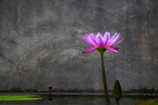 Vacker lotusblomma i damm — Stockfoto