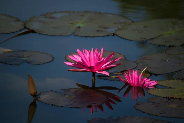 Bela flor de lótus na lagoa — Fotografia de Stock